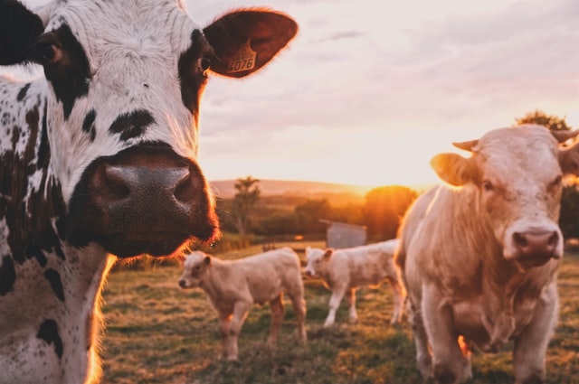 National OnDemand is Bringing Fiber to the Farm, and the Farm to the Future